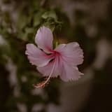 Beautiful Light Piano (Main)