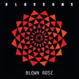 Blown Rose