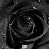 Black Roses