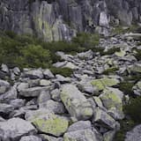 Where The Horned One Roams