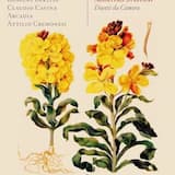 Begl'occhi, oh Dio, non più