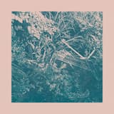 Walk in the Forest Acid