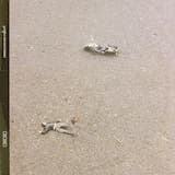 Polyesterday (radio edit)