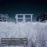 The Fog in the Forest Made Us Forget