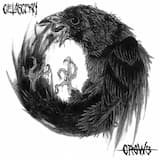 Crows