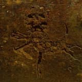 Feeria In Anus Deflore