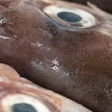 Sophia (Matrixxman Medusa Mix)