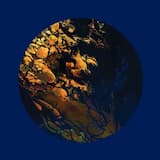 Driving Towards the Deaths Mycelium