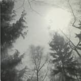 Mein Freund der Baum