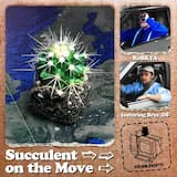 Succulent on the Move