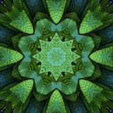 Madre de las plantas