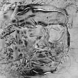 Humans Disguised as Animals | Nonkilling 1