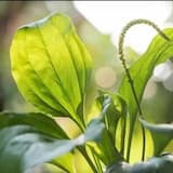 Подорожник