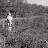 Blackbird has spoken