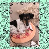 All Dogs Are Good Dogs