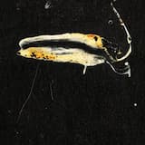 Triplet Blossoms and the Cave