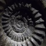 The Head Above All Heads - A Head, Which Is Not a Head