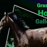Grassland Horse Galloping