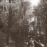 The Dark Forest's Embrace