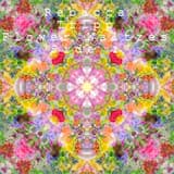 Buttercups and Daisies