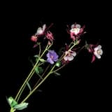 Cut Up Piano & Xylophone