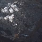 Having Never Written a Note for Percussion (studio version)