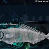 “a rather weird appearance”