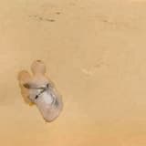 Draw a Dinosaur for Me