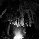 Roots Pierce the Earth's Skin