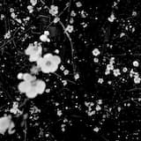 Caballos de la noche (La foca)