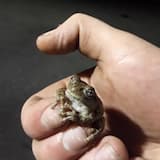 Sit on My Hand You Precious Little Amphibian