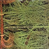 I Can’t Wait ’til I Get Rickets