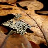 Where Shade Once Was