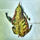 Slouching Towards Bethlehem