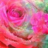 The Waltz of the Daffodils (Redux)