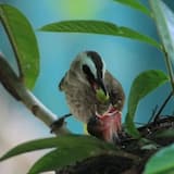 Springtime - Instrumental Folk in A minor (60 second version)