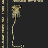 Portuguese Man‐of‐War