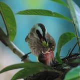 Springtime - Instrumental Folk in A minor (Bumper)