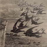 Little Birds (Unfinished Version One)