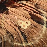 Scumbrella: Mud Button