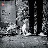 Been Around the World