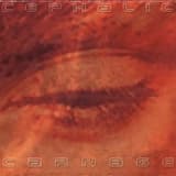 Scolopendra Cingulata