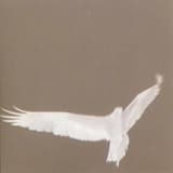 Adrop: I. Invisible Fire / II. The Rebis / III. Latona