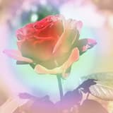 A Rose Passes Through