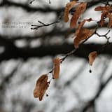 Branches And Constellations