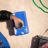 Atracció Magnètica