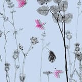 Cyllène du robinier