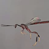 Gasteruptiids: Fat in the Leg