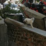 ms. sing glitch context