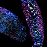 Dyedyedye (OMG, LET’S GO (I don’t wanna go))